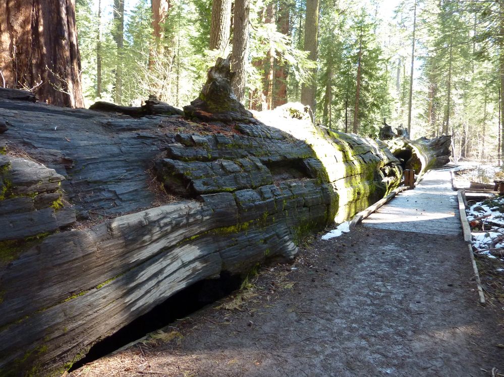 big tree state park (18).JPG